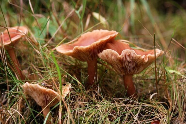 Latvijas Dabas fonds aicina skolas piedalīties Sēņu BioBlitz
